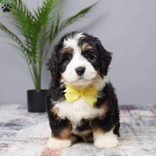 Dreamer, Mini Bernedoodle Puppy